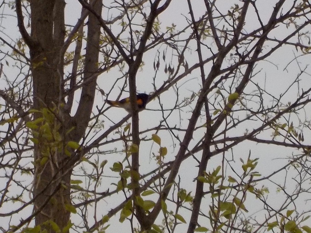 American Redstart - Tressie Dutchyn