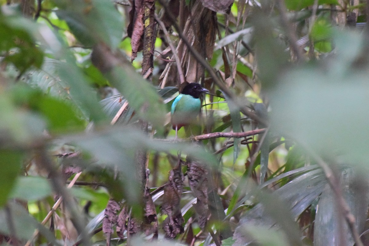 Western Hooded Pitta - ML57818311