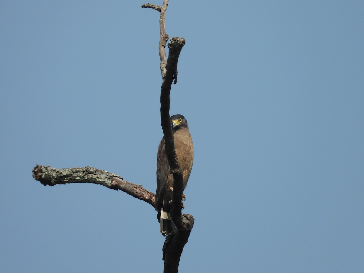 Crested Serpent-Eagle - Hakimuddin F Saify