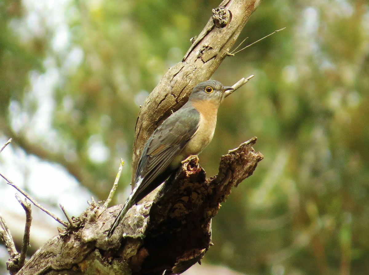 Fan-tailed Cuckoo - ML57818351