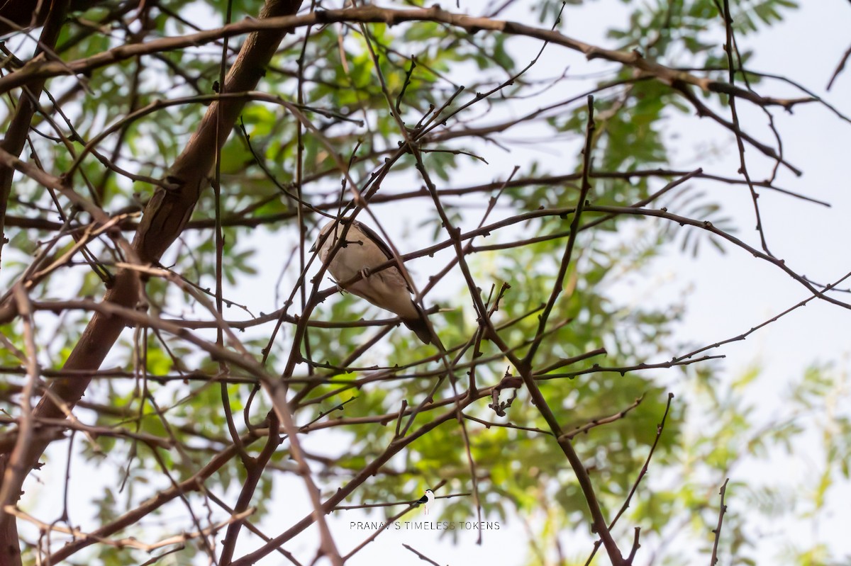 Indian Silverbill - ML578183831