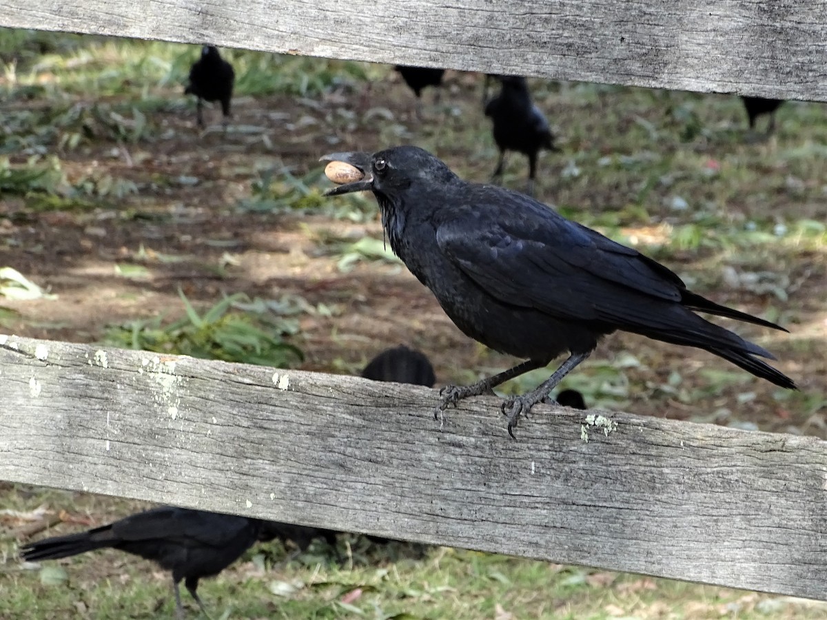 Australian Raven - ML578183971