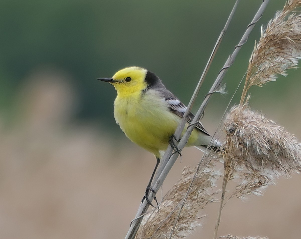 Citrine Wagtail - Dmitrii Konov