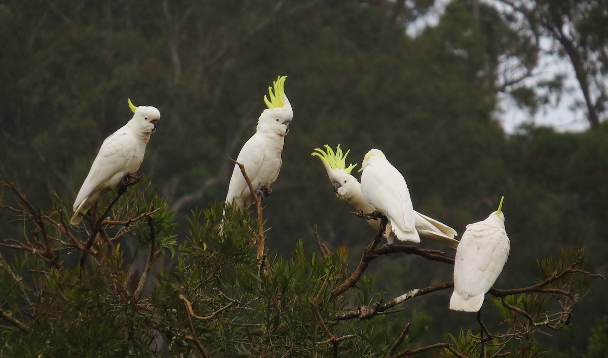 Sulphur-crested Cockatoo - ML57818481