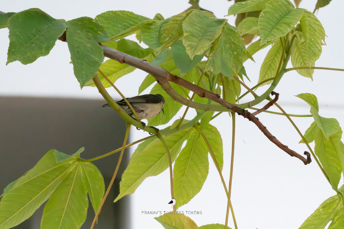 Purple-rumped Sunbird - ML578185451