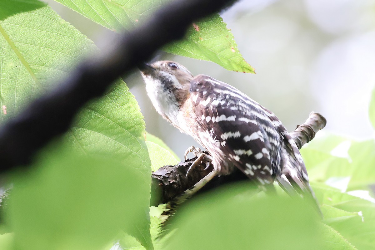 Japanese Pygmy Woodpecker - ML578187071