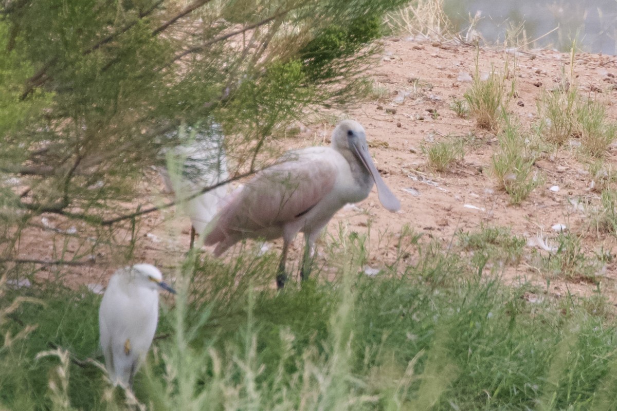 Roseate Spoonbill - ML578189541