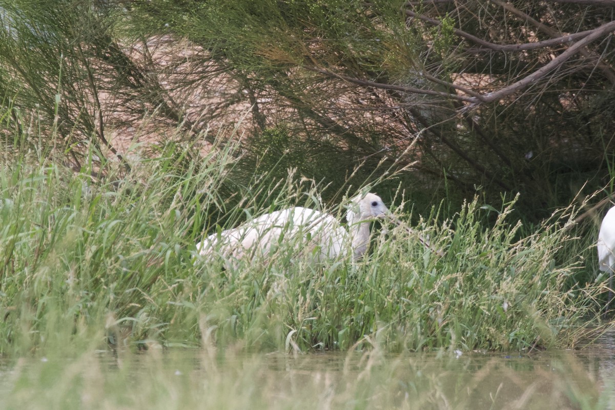 Roseate Spoonbill - ML578189571