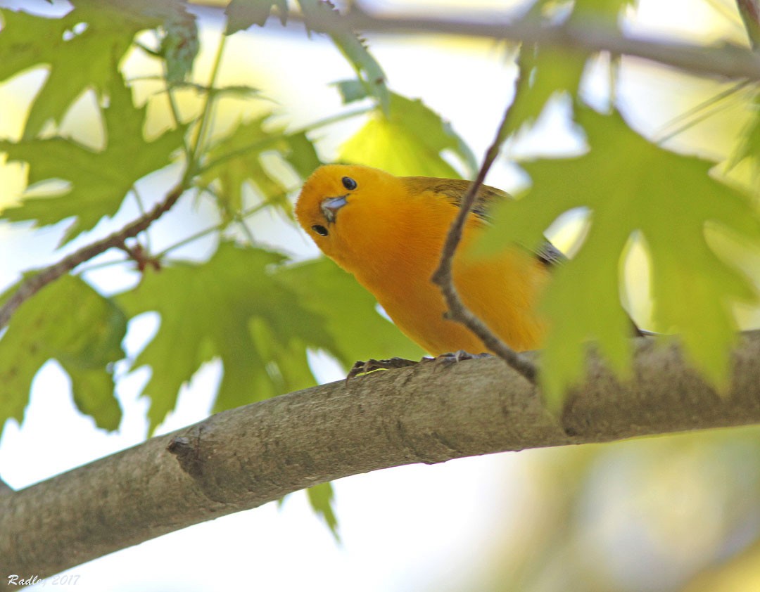 Prothonotary Warbler - Nina Radley