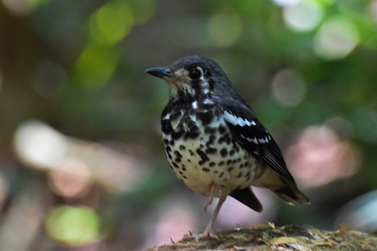 Ashy Thrush - ML57819021