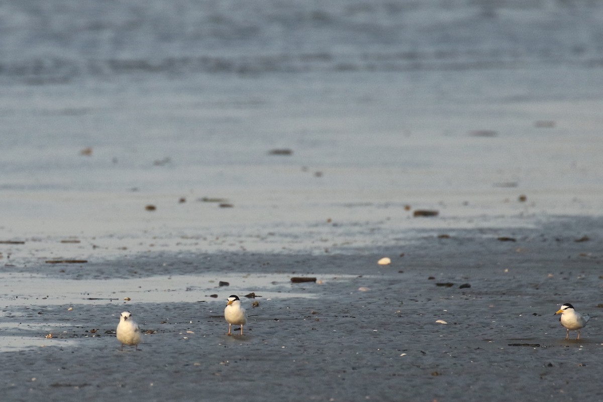 Little Tern - ML578191111