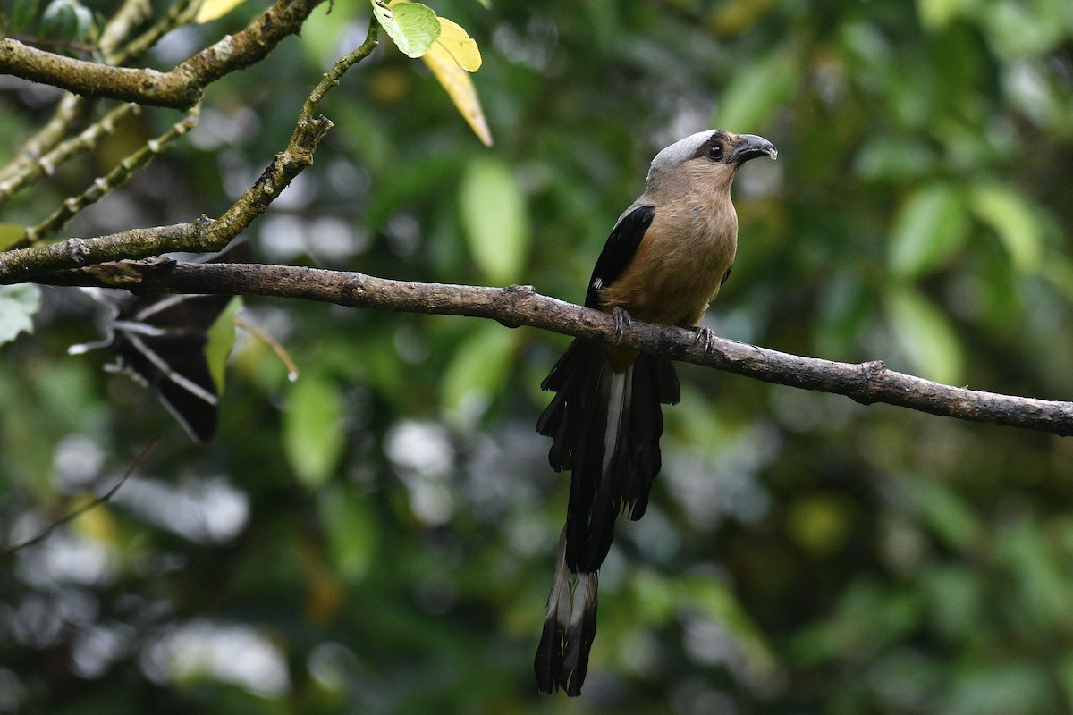 Bornean Treepie - ML578191721
