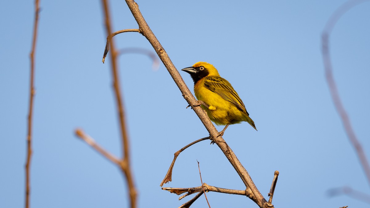 Heuglin's Masked-Weaver - ML578193581