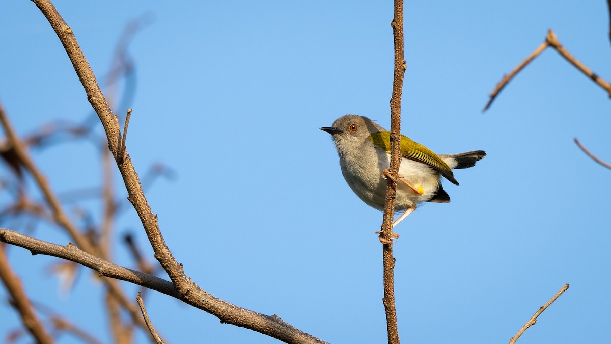 Green-backed Camaroptera - Mathurin Malby