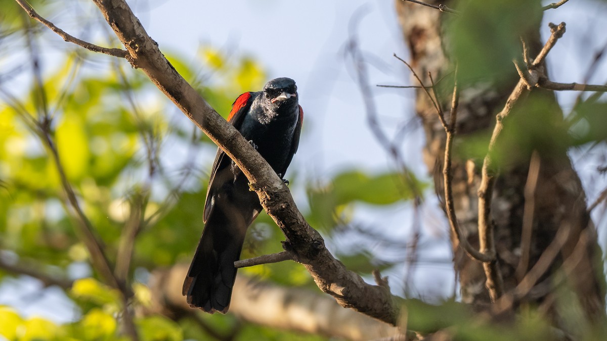 Red-shouldered Cuckooshrike - ML578193751