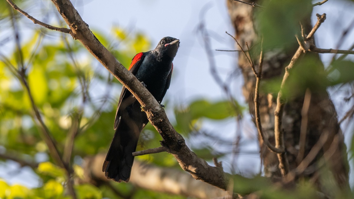 Red-shouldered Cuckooshrike - Mathurin Malby