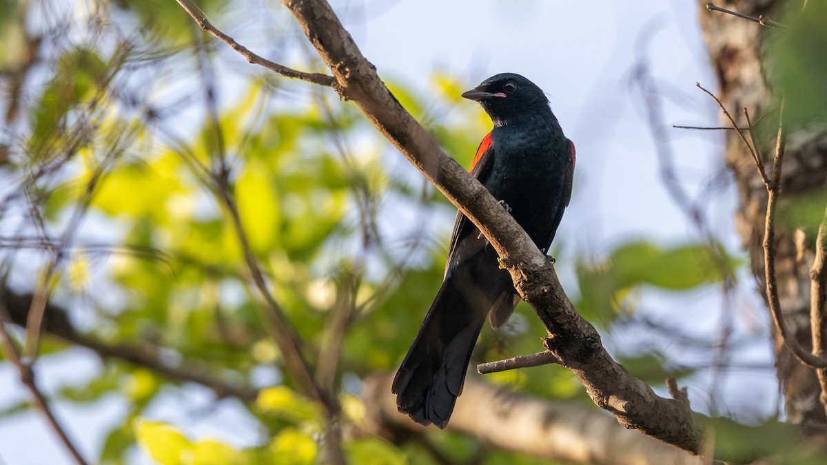 Red-shouldered Cuckooshrike - Mathurin Malby