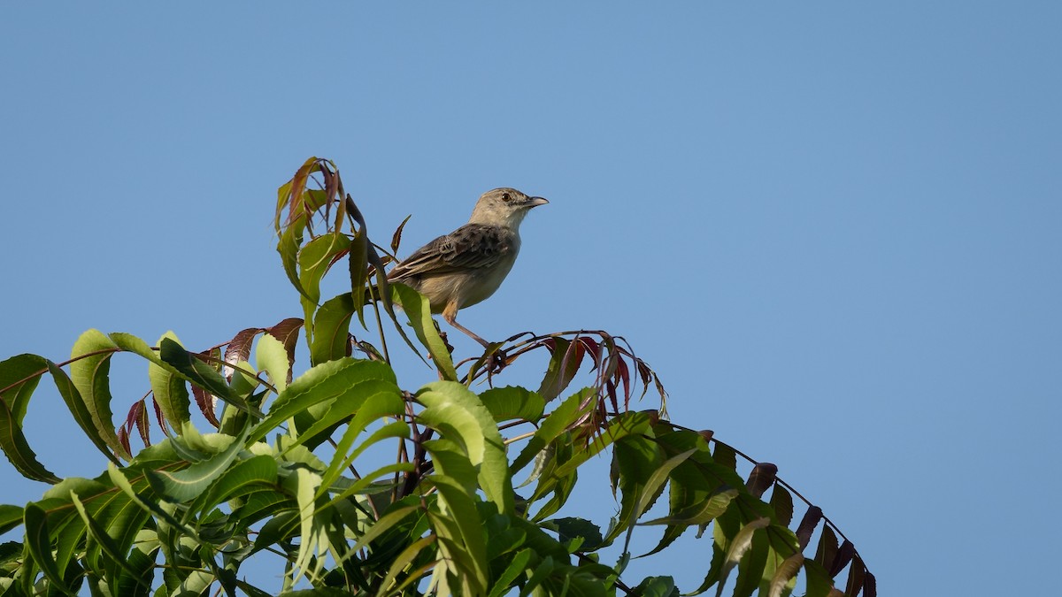 Croaking Cisticola - Mathurin Malby