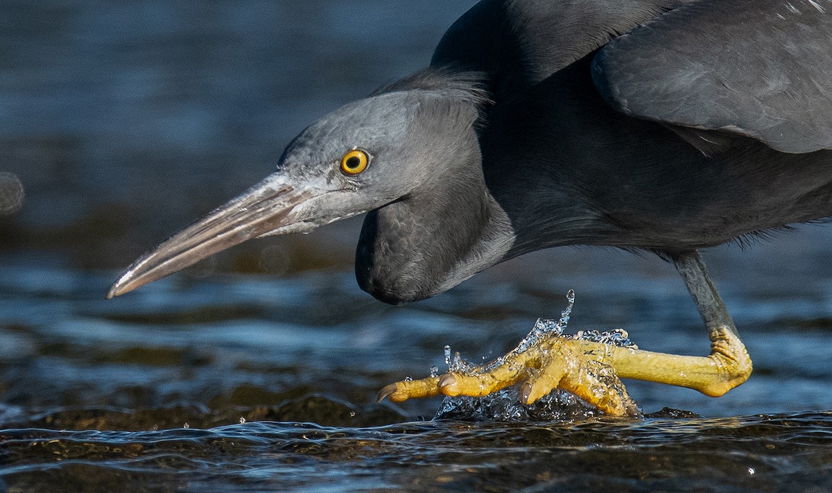 Pacific Reef-Heron - ML578195671