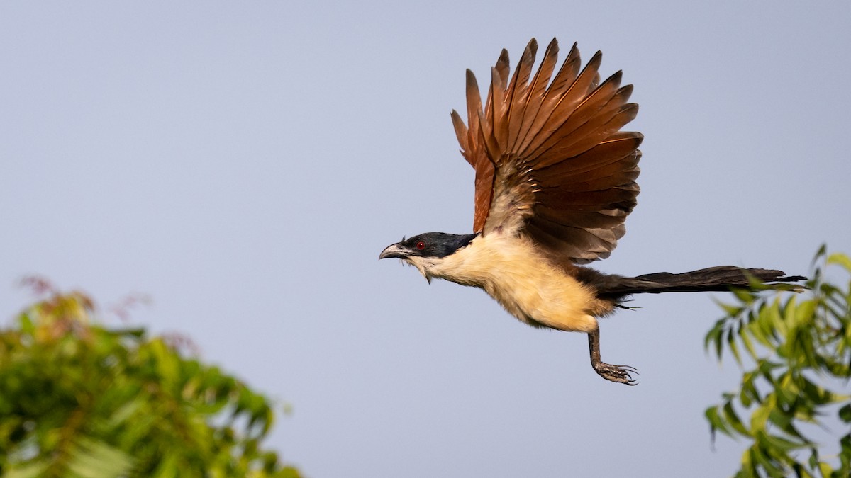 Senegal Coucal - ML578195691