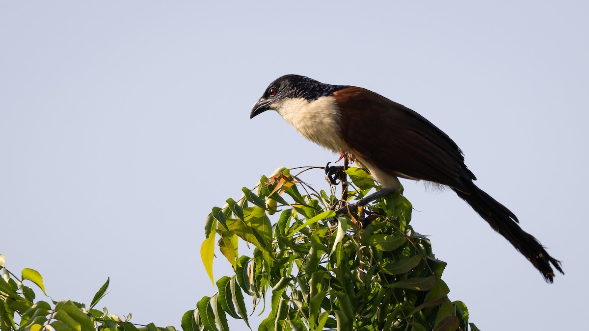 Senegal Coucal - ML578195701