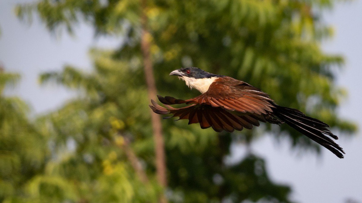 Senegal Coucal - Mathurin Malby