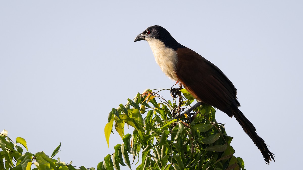 Senegal Coucal - ML578195721