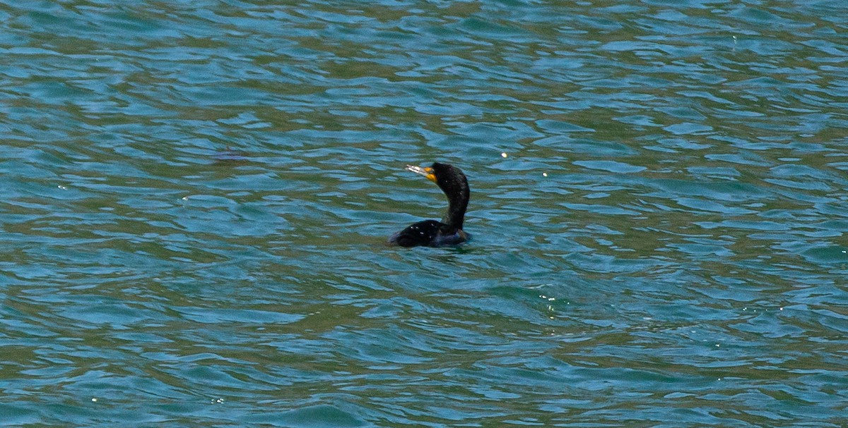 Double-crested Cormorant - ML578195841