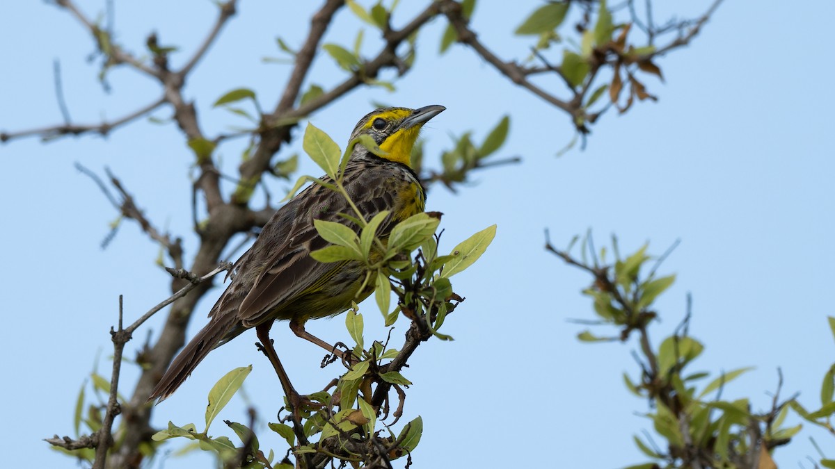 Yellow-throated Longclaw - ML578196371