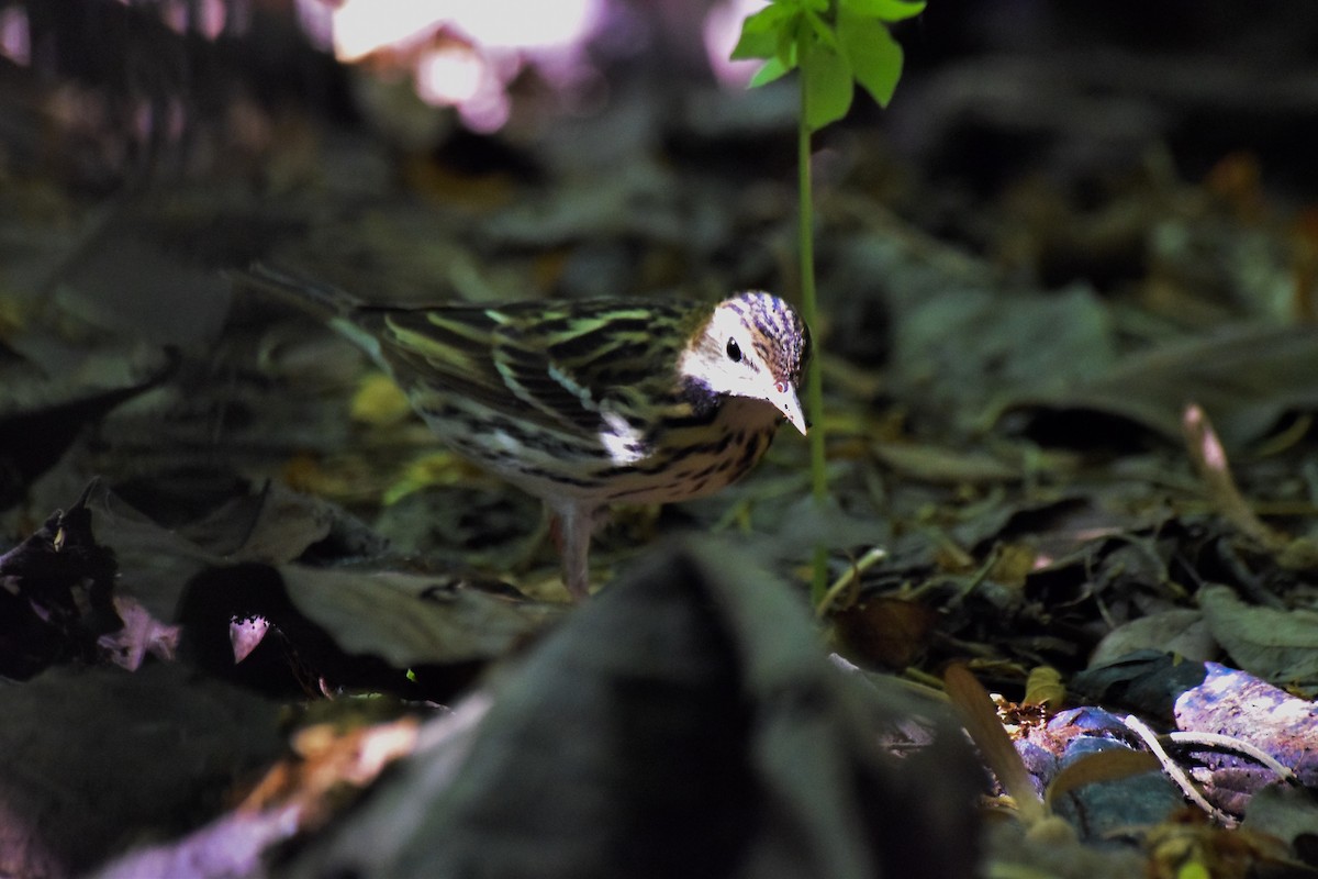 pipit sp. - ML57819651