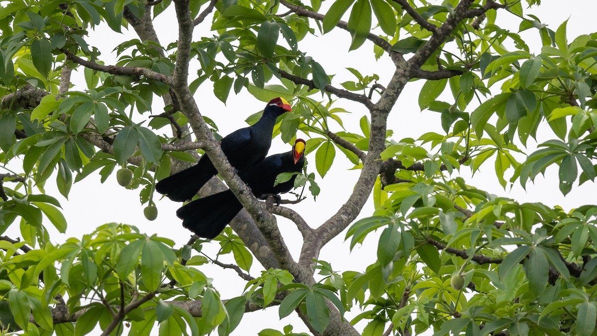 Violet Turaco - ML578196771