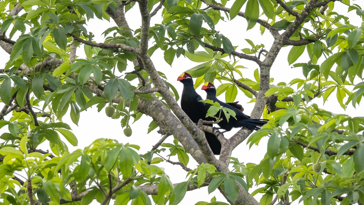 Violet Turaco - ML578196791