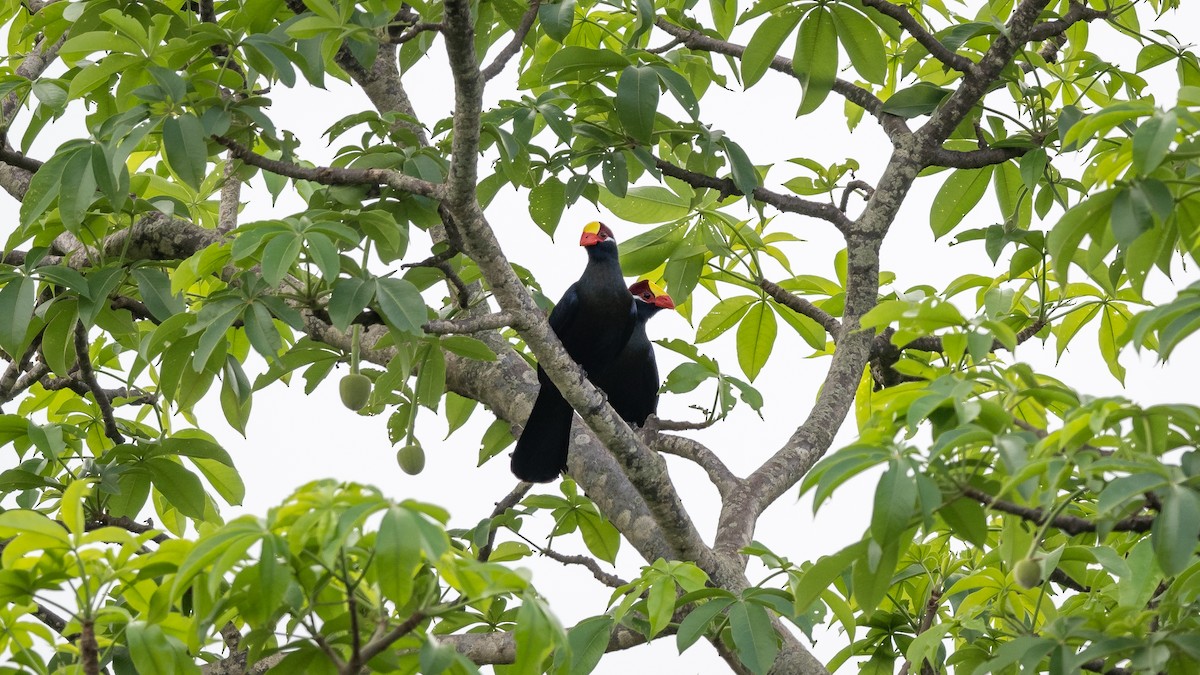 Violet Turaco - ML578196801