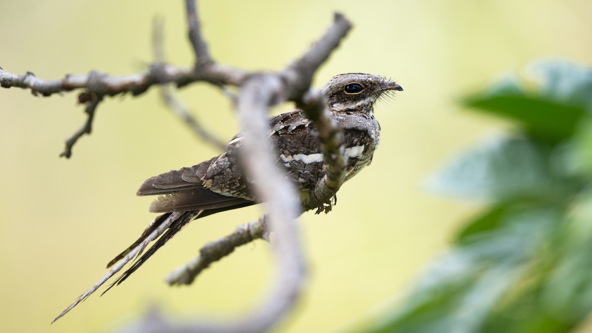 Long-tailed Nightjar - ML578197061