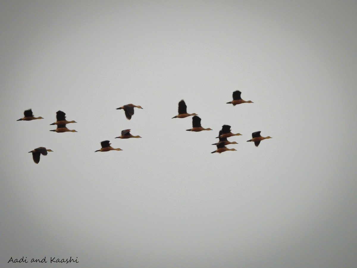 Lesser Whistling-Duck - ML578197231