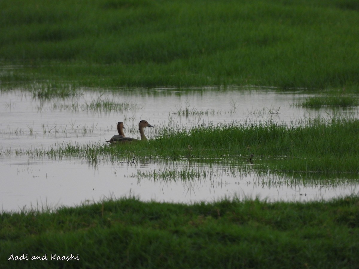 Lesser Whistling-Duck - ML578197241