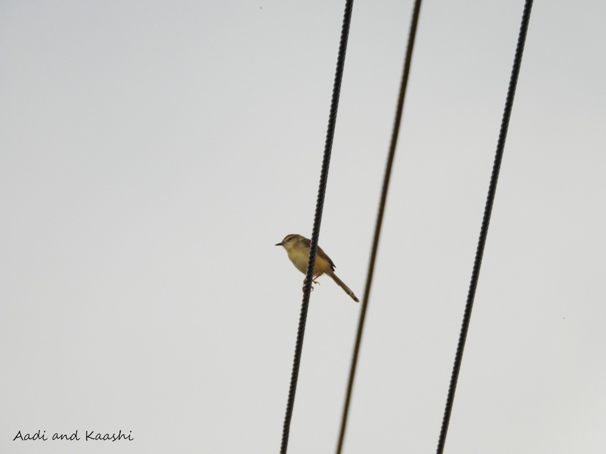 Plain Prinia - ML578198051