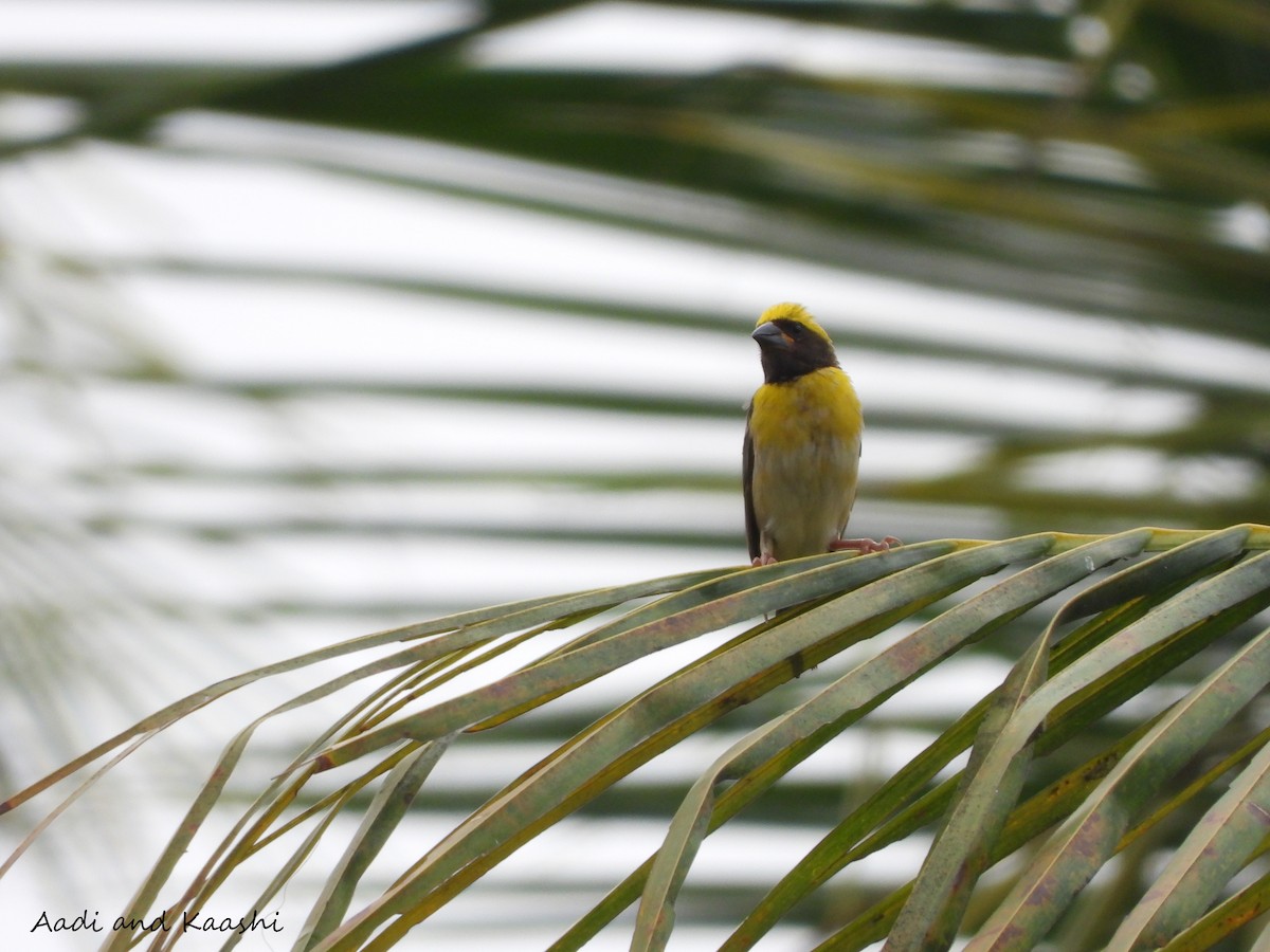 Baya Weaver - ML578198291