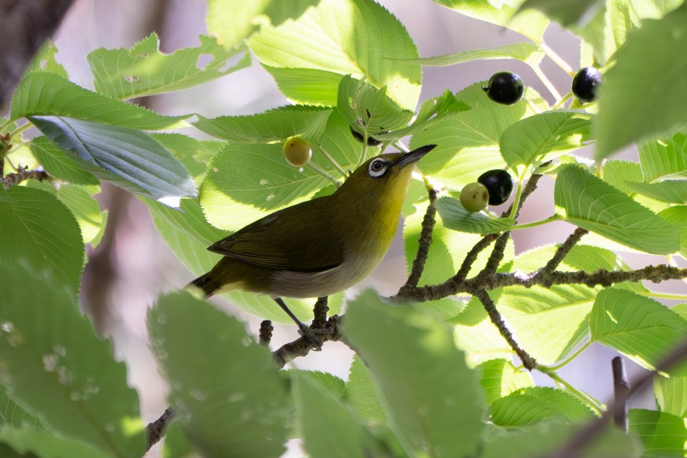 Warbling White-eye - ML578199561