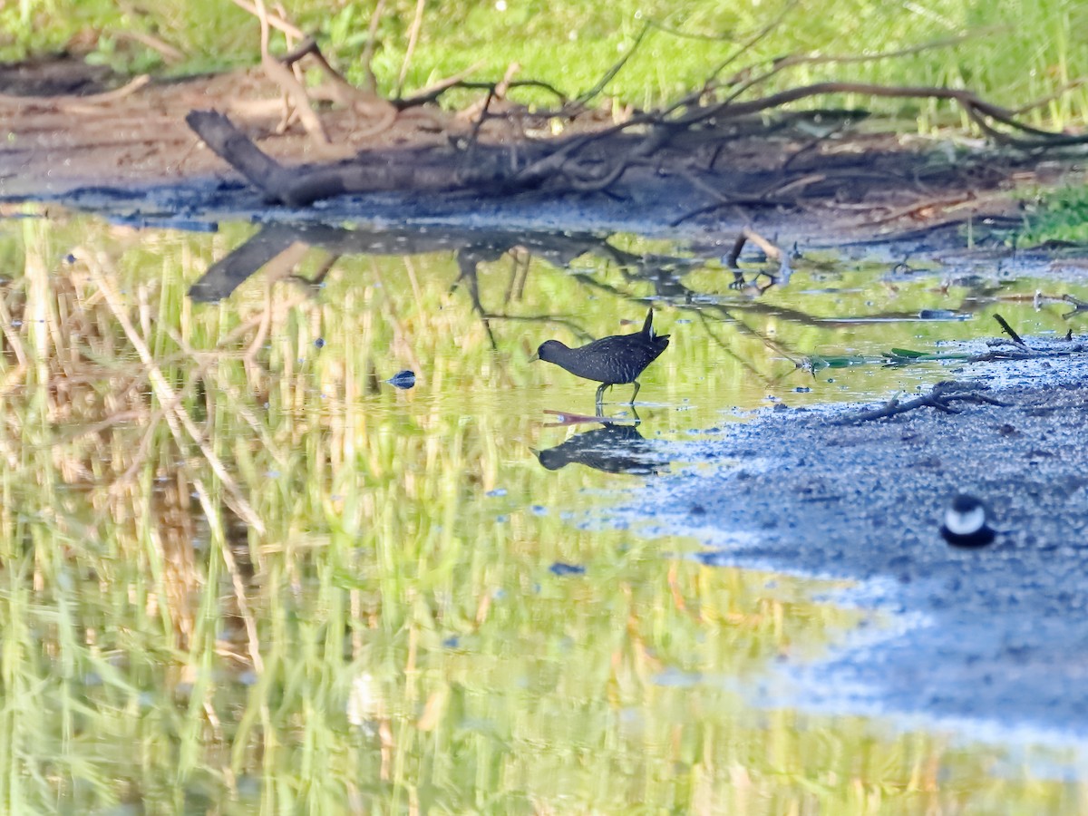 Australian Crake - ML578199791