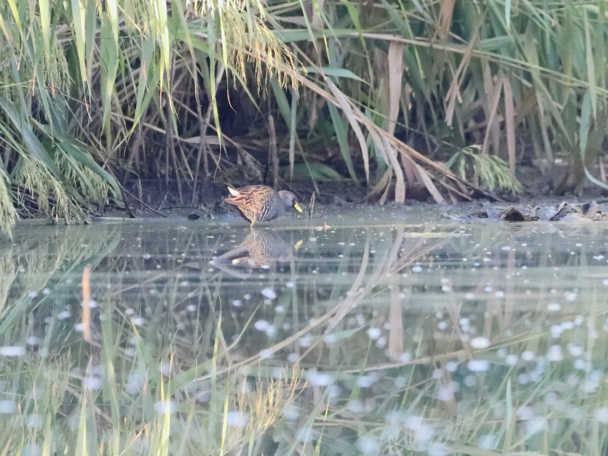 Australian Crake - ML578199801