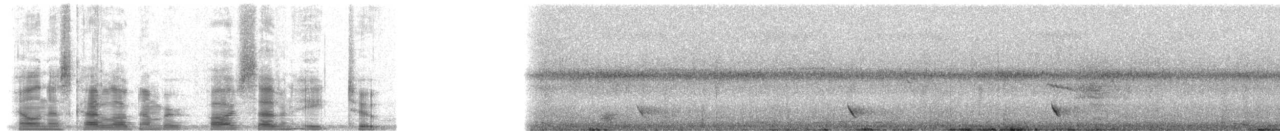 Duetting Giant-Honeyeater - ML5782