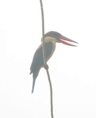 Stork-billed Kingfisher - ML57820041
