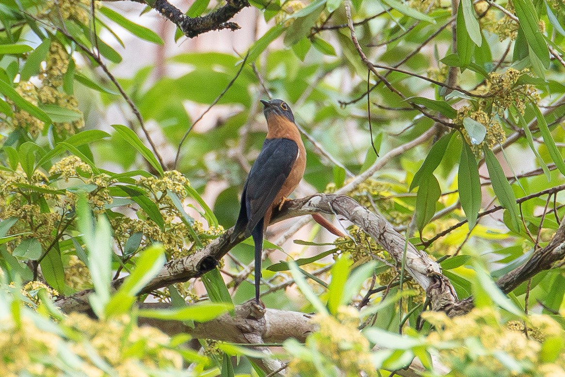 Chestnut-breasted Cuckoo - ML578200611