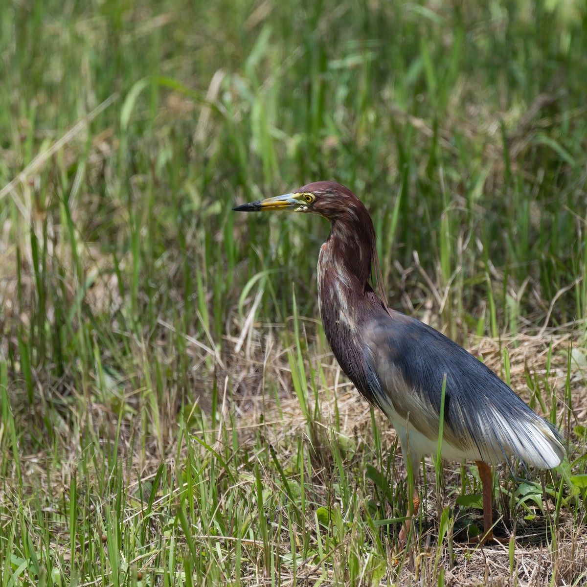 Chinese Pond-Heron - ML578200831