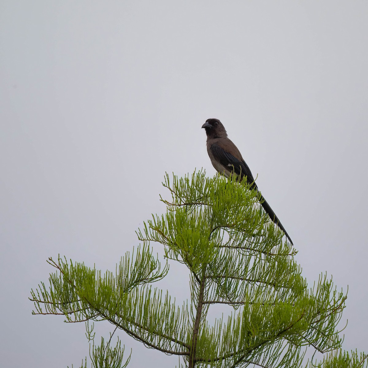 Gray Treepie - ML578200891