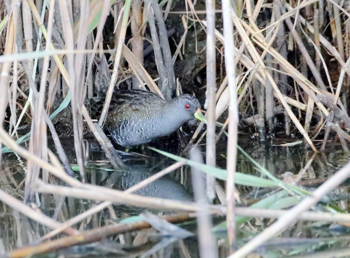 Australian Crake - ML578201111