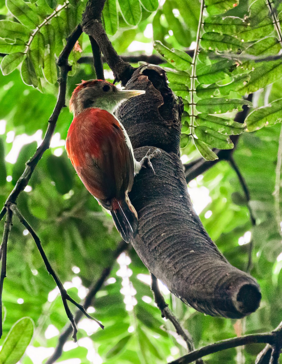 Scarlet-backed Woodpecker - David Monroy Rengifo