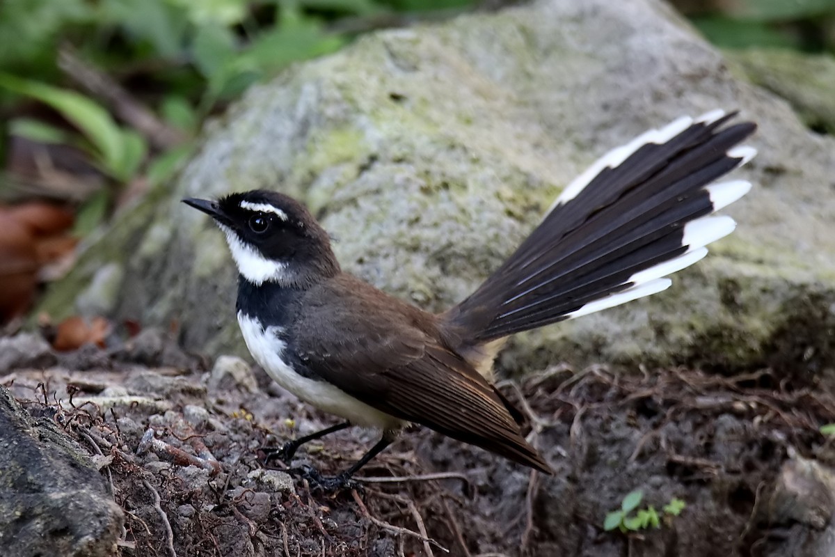 Philippine Pied-Fantail - ML578201631