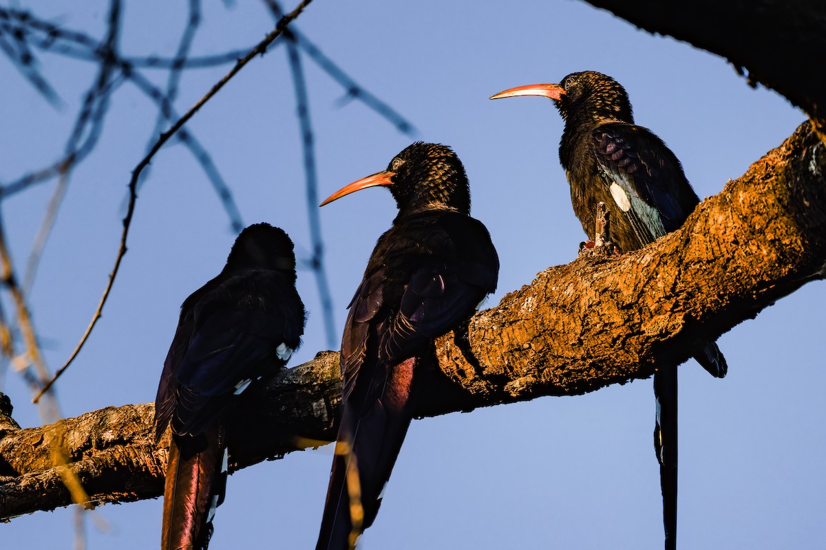 dudkovec fialový (ssp. damarensis) - ML578202141